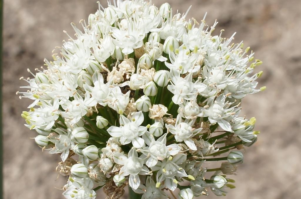 La casa del jardinero